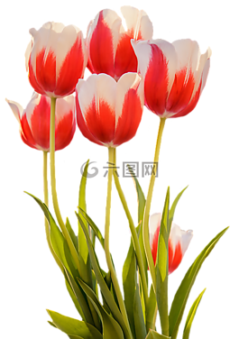 郁金香,紅色,春天