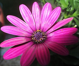 瑪格麗特,開花,紫
