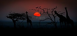 非洲,長頸鹿,動物世界