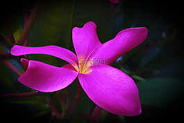 雞蛋花,花卉,鮮花