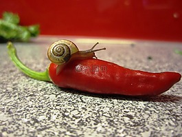 辣椒,蝸牛,紅色