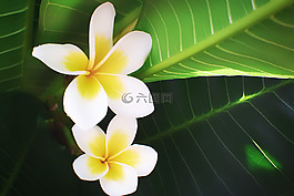 雞蛋花,花卉,鮮花