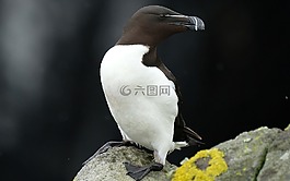 鳥,海,蘇格蘭
