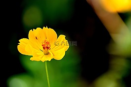 自然,花,黃色
