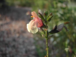 花,芽,花的