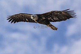 鳥,猛禽,野生動(dòng)物