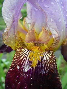 鳶尾花,花,紫