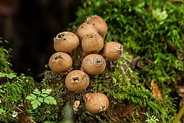 灰塵蘑菇,蘑菇,苔