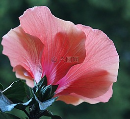 開花,芙蓉,詳細(xì)