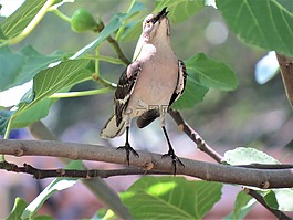 鳥(niǎo),綠色,野生動(dòng)物