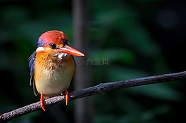 至少三個(gè)英寸 kraten,我的火車公園,鳥