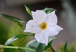 白花,綠色的葉子,夏季