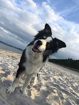 邊境牧羊犬,狗,牧羊狗