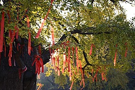 銀杏,陽光,求簽