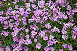 鮮花,紫,春天