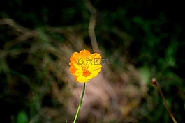 自然,花,黃色