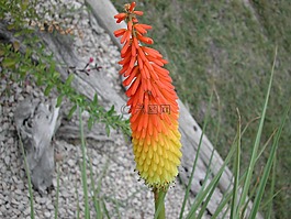 橙色,黃色,花