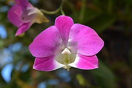 花,粉紅色,泰國(guó)蘭花