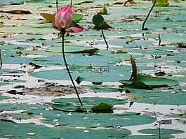 蓮花,湖,綠色