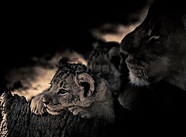 小獅子,眼睛,了望