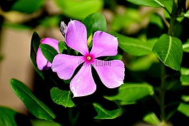 自然,花,黃色