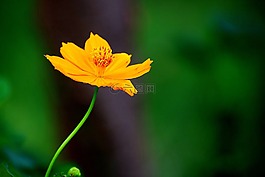 自然,花,黃色
