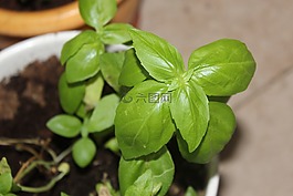 植物,綠色,羅勒