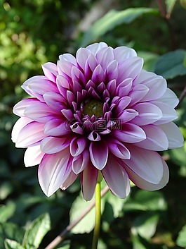 嬌琴紗,大麗花花園,開花