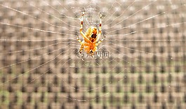 安大略省紅色蜘蛛,陷阱,蜘蛛網(wǎng)