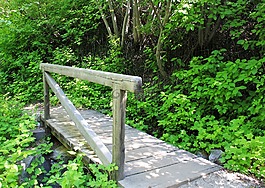 橋,綠色,景觀