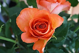 花,自然,花的