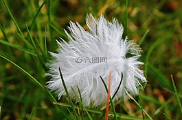 春天,鳥,草地