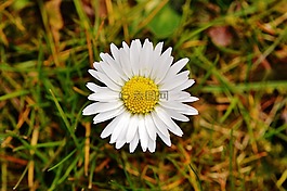 春天的草地,野花,雛菊