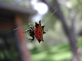 蜘蛛,紅色,黑