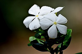自然,花,黃色