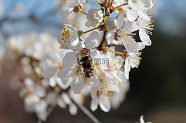 蘋果花,梅花,蜜蜂