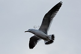 動(dòng)物,天空,海鷗