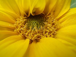 花,黃色,開花