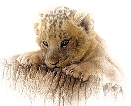 小獅子,關閉,可愛