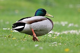 鴨,鳧,草