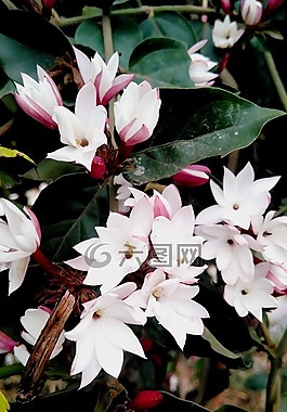 花,植物區(qū)系,自然