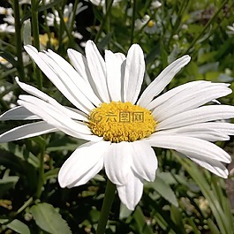 白色雛菊,漂亮的白色雛菊,新鮮的白色雛菊