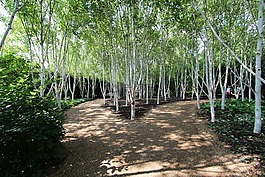 夏季,森林,樺木