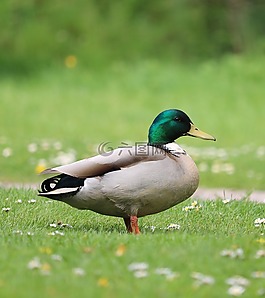 鴨,鳧,草