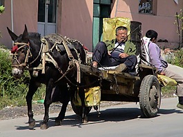 驢車,同伴,驅動器