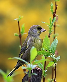 小金,歌鳥,鳥園