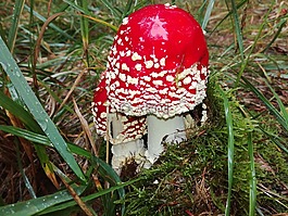 紅,索馬,菌