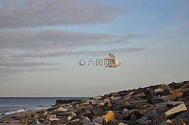 鴿子,波羅的海,海灘