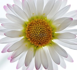 野花,雛菊,鮮花