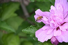 蜜蜂,花卉,紫色